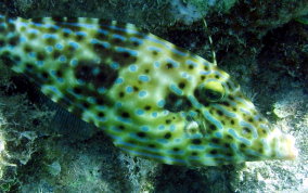 Scrawled Filefish - Aluterus scriptus