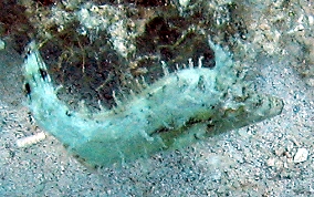 Scrawled Filefish Juvenile - Aluterus scriptus