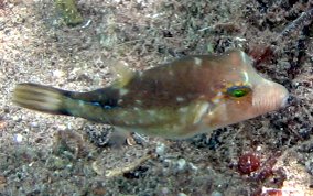 Sharpnose Pufferfish - Canthigaster rostrata