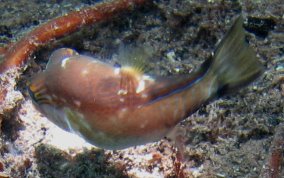 Sharpnose Pufferfish - Canthigaster rostrata