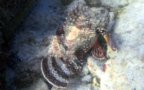 Spotted Scorpionfish - Scorpaena plumieri 