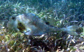 Buffalo Trunkfish - Lactophrys trigonus 