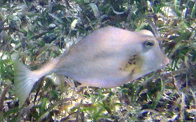 Buffalo Trunkfish - Lactophrys trigonus 