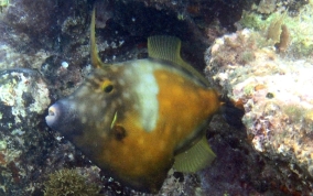 Slender Filefish - Monacanthus tuckeri