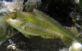 Bucktooth Parrotfish