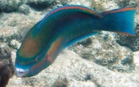 Princess Parrotfish - Scarus taeniopterus