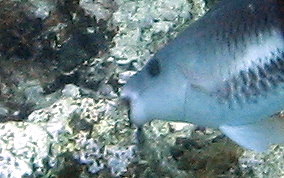Queen Parrotfish - Scarus vetula