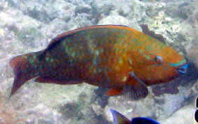 Rainbow Parrotfish - Scarus guacamaia
