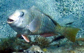 Redfin/Yellowtail Parrotfish- Sparisoma rubripinne