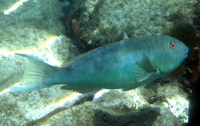 Redfin/Yellowtail Parrotfish