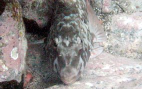 Redfin/Yellowtail Parrotfish- Sparisoma rubripinne