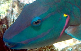 Stoplight Parrotfish - Sparisoma viride 