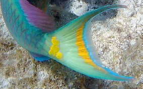 Stoplight Parrotfish - Sparisoma viride 