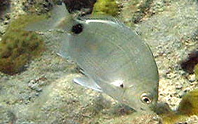 Silver Porgy - Diplodus argenteus