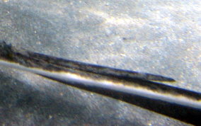 Southern Stingray - Dasyatis americana