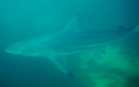 Blacktip Shark - Carcharhinus limbatus