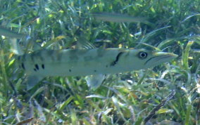 Great Barracuda