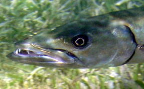 Great Barracuda - Sphyraena barracuda