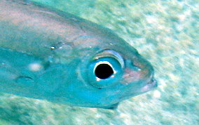 Bigeye Scad - Selar crumenophthalmus