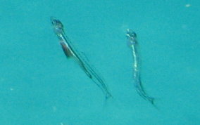 Fish Larva