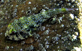 Padded Clingfish