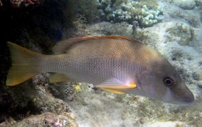 Dog Snapper - Lutjanus jocu