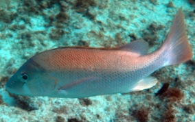 Dog Snapper - Lutjanus jocu