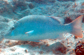 Dog Snapper - Lutjanus jocu