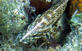 Graysby - Cephalopholis cruentatus