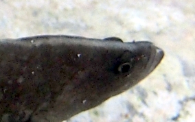 Greater Soapfish - Rypticus saponaceus