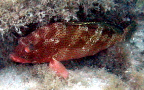 Red Hind - Epinephelus guttatus 