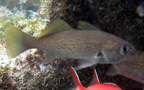 Reef Croaker - Odontoscion dentex 