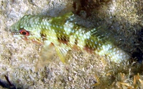 Spotted Goatfish - Pseudupeneus maculatis