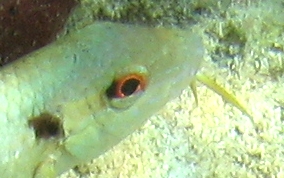 Spotted GoatfishSpotted Goatfish - Pseudupeneus maculatis