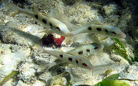 Spotted Goatfish - Pseudupeneus maculatis