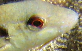 Spotted GoatfishSpotted Goatfish - Pseudupeneus maculatis