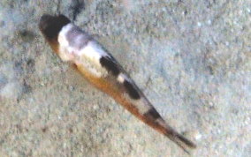 Tobaccofish - Serranus tabacarius