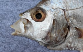 Yellowfin Mojarra - Gerres cinereus