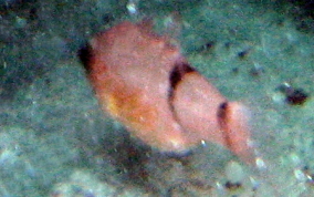 Belted Cardinalfish - Apogon townsendi