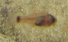Dusky Cardinalfish - Phaeoptyx pigmentaria