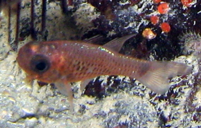 Dusky Cardinalfish - Phaeoptyx pigmentaria 