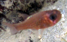 Dusky Cardinalfish - Phaeoptyx pigmentaria