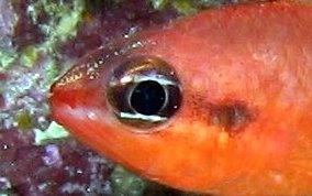 Flamefish - Apogon maculatus