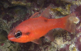 Flamefish - Apogon maculatus