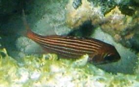 Reef Squirrelfish - Sargocentron coruscum
