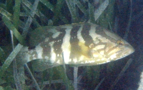 Nassau Grouper -  Epinephelus striatus