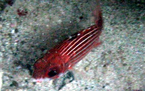 Reef Squirrelfish - Sargocentron coruscum