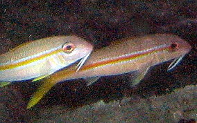 Yellow Goatfish - Pseudupeneus maculatus 