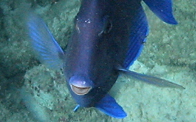 Blue Tang - Acanthurus coeruleus