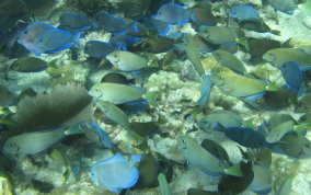 Ocean Surgeonfish - Acanthurus bahianus and Blue Tang